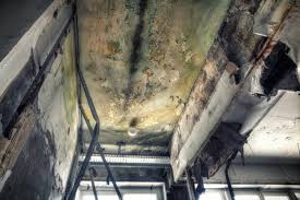 Best Mold Damage Restoration  in USA